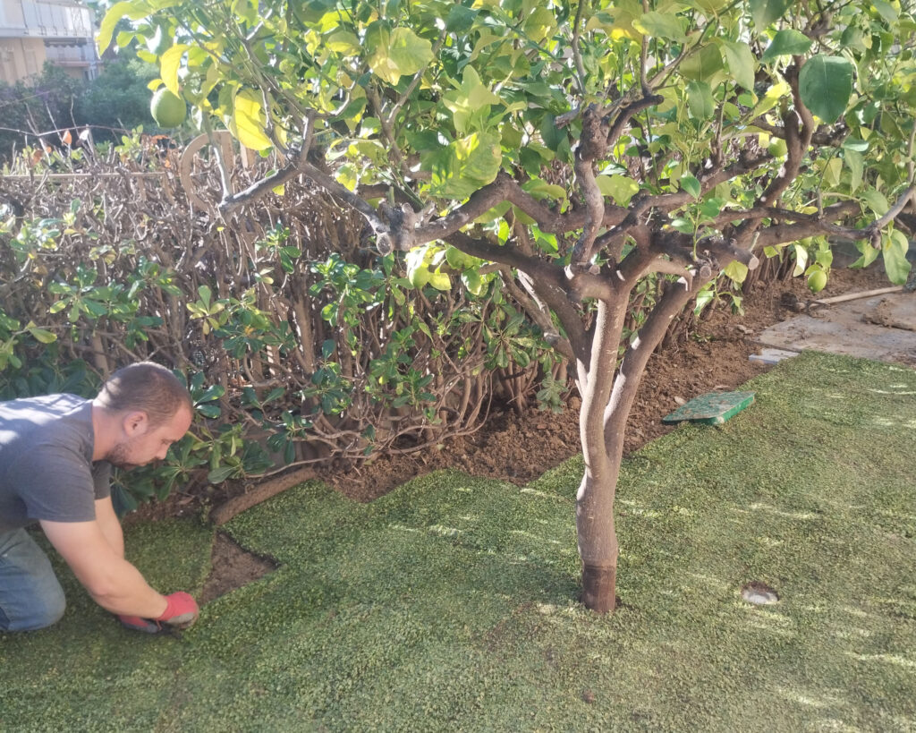 Prato esterno a rotoli con alberi da frutto a Imperia