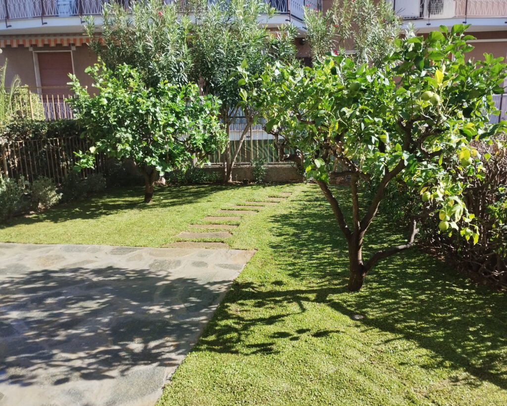 Prato esterno a rotoli con alberi da frutto a Imperia